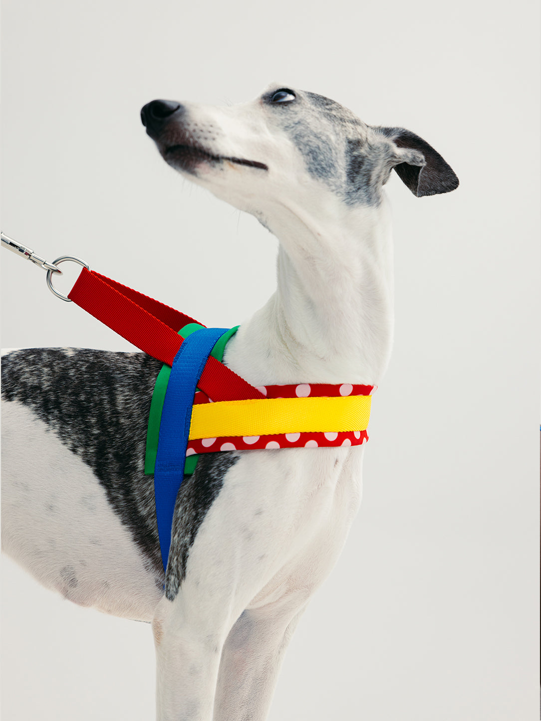 Chroma Pet Harness & Leash Set-Red