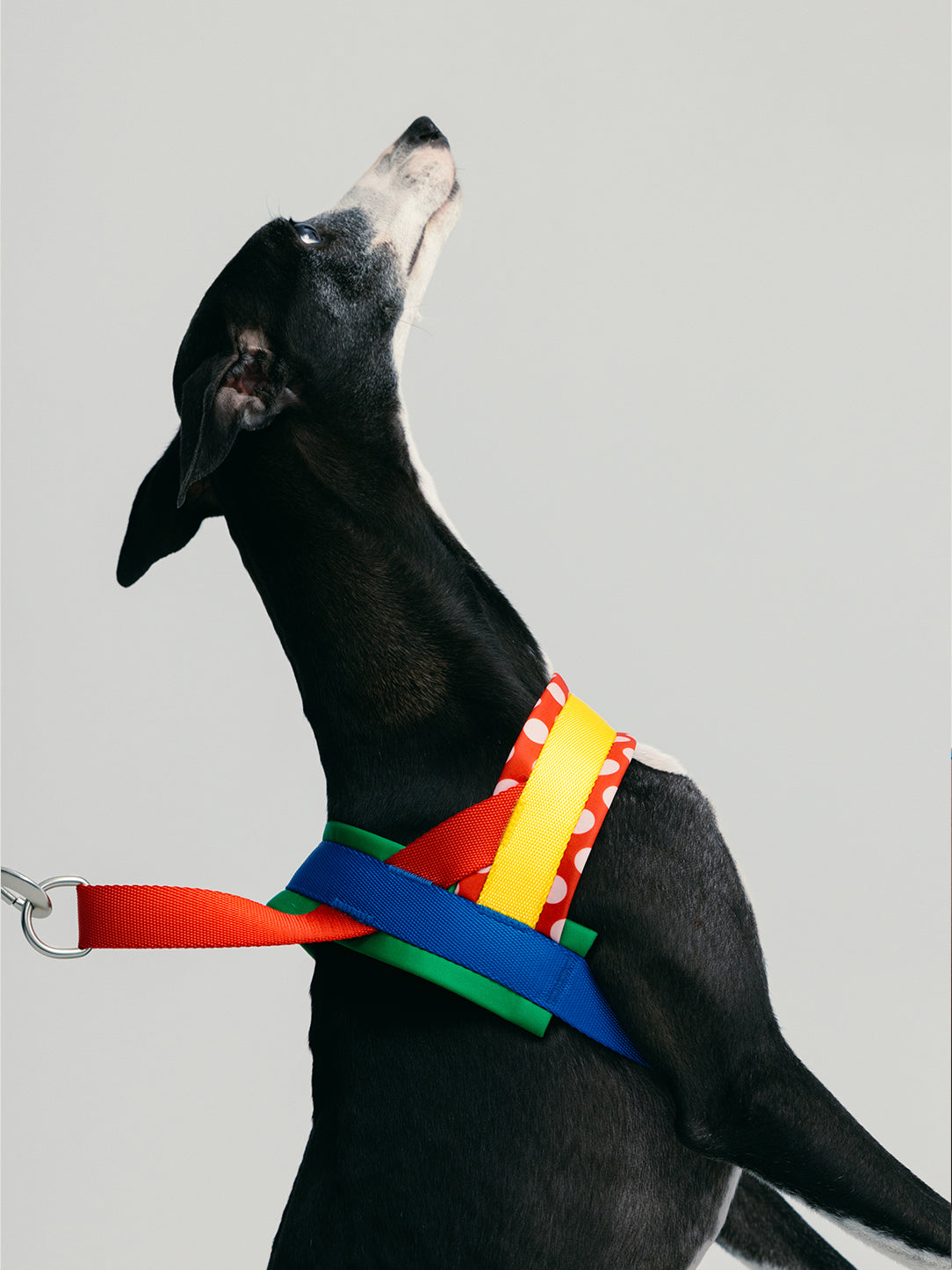 Chroma Pet Harness & Leash Set-Red