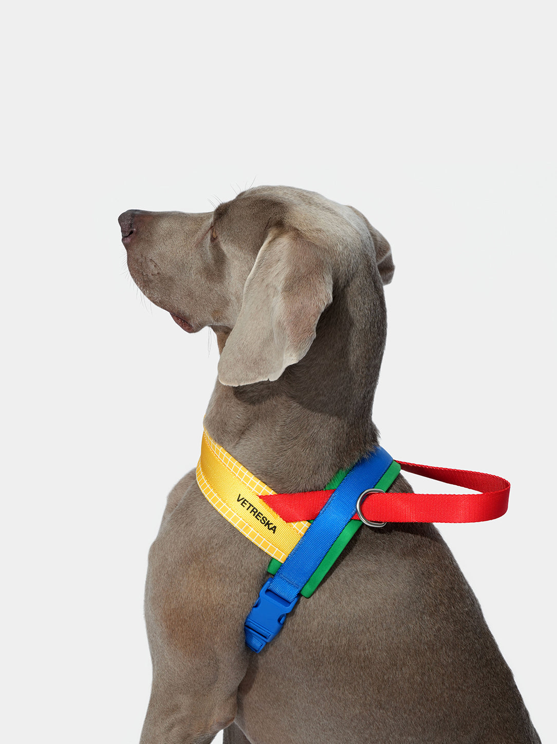 Chroma Pet HarnessS & Leash Set-Yellow
