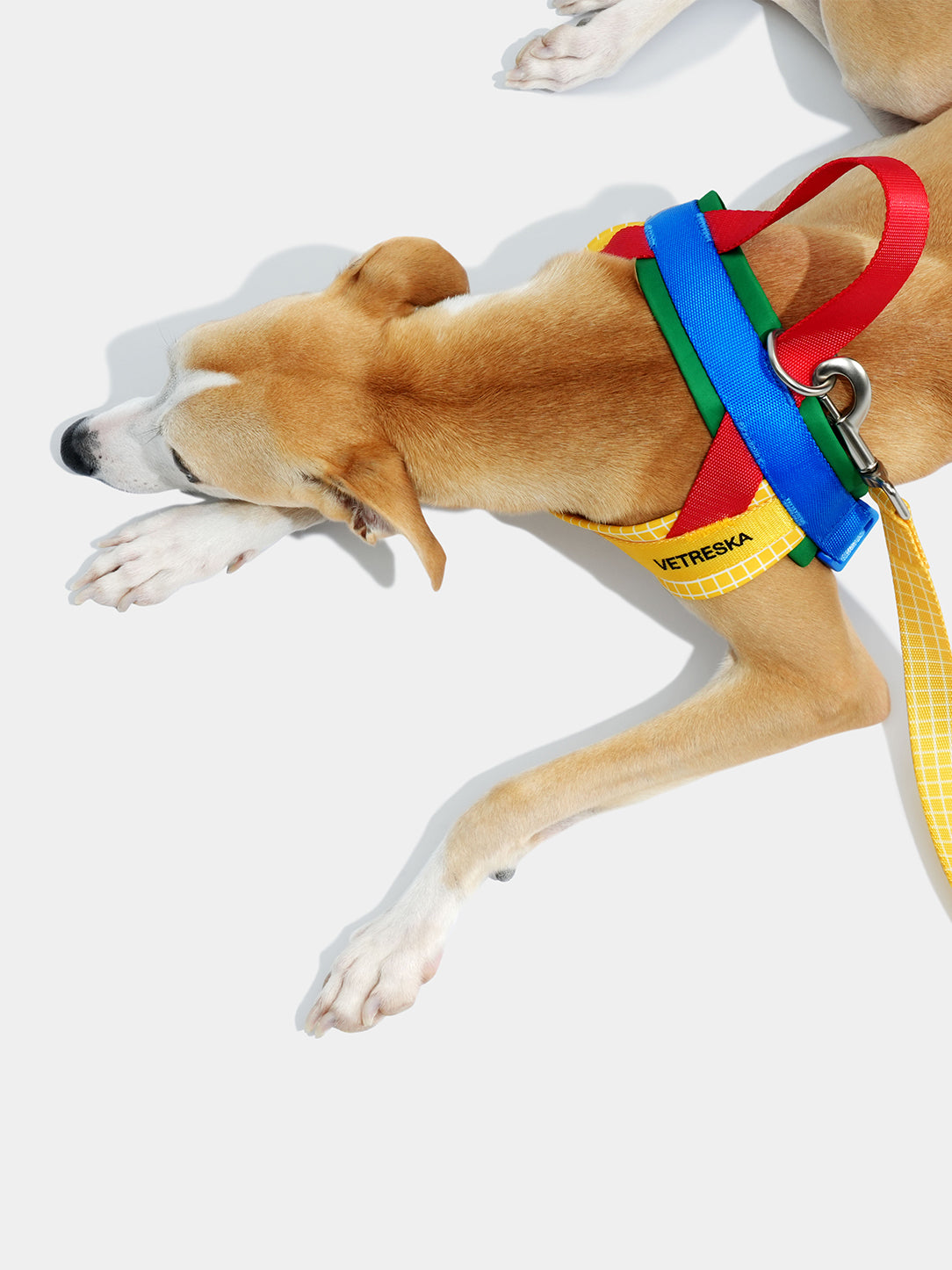 Chroma Pet HarnessS & Leash Set-Yellow