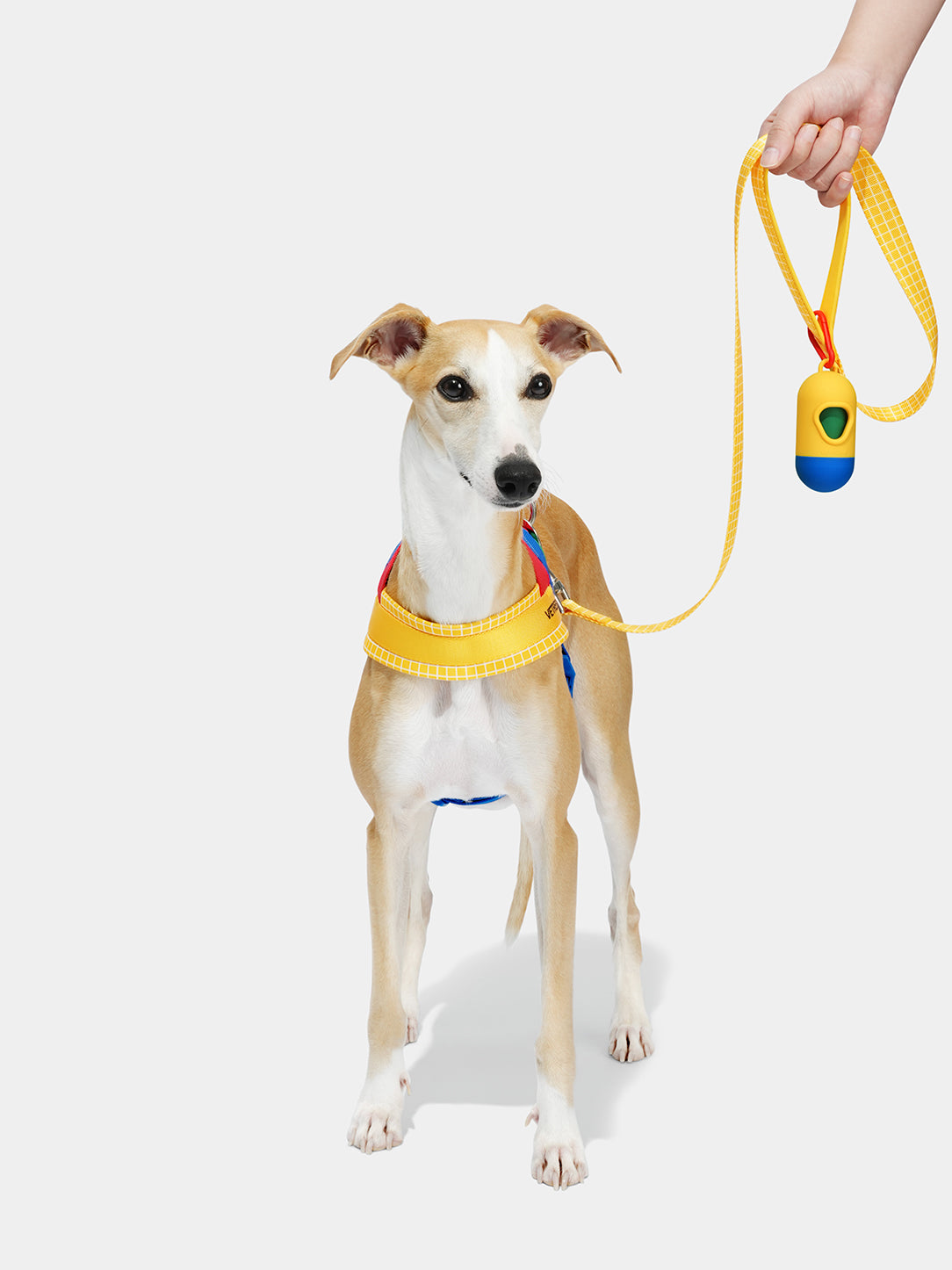 Chroma Pet HarnessS & Leash Set-Yellow