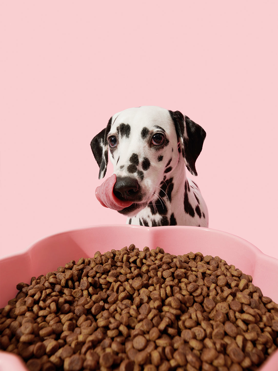 Flora Ceramic Pet Bowl